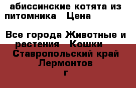 абиссинские котята из питомника › Цена ­ 15 000 - Все города Животные и растения » Кошки   . Ставропольский край,Лермонтов г.